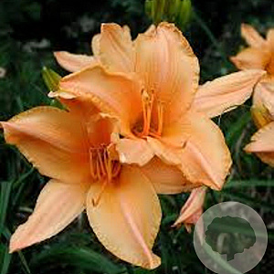 Hemerocallis 'Ruffled Apricot' GM P9