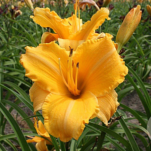 Hemerocallis 'Ruffled Apricot' GM P9