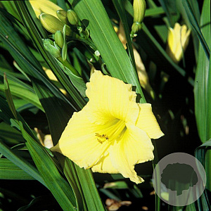 Hemerocallis 'Texas Sunlight' GM P9