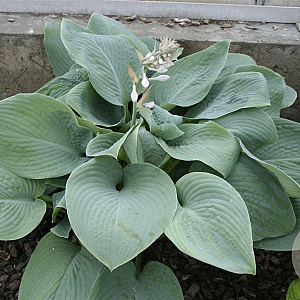 Hosta 'Blue Mammoth' GM P9