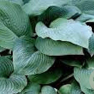 Hosta 'Blue Mammoth' GM P9