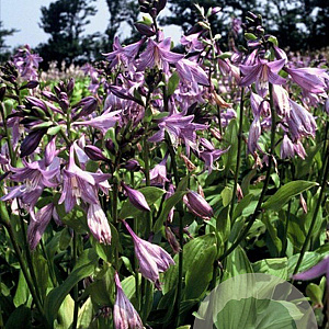 Hosta clausa normalis GM P9