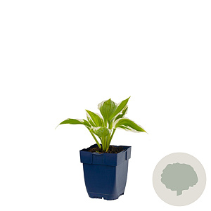 Hosta 'Patriot' GM  P11