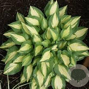 Hosta 'Xanadu' GM P9