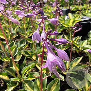 Hosta 'Xanadu' GM P9