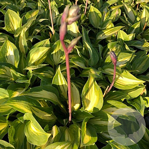 Hosta 'Xanadu' GM P9