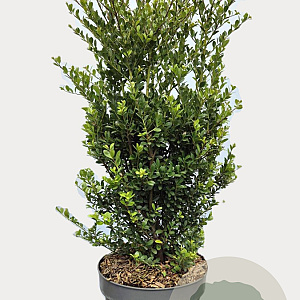 Ilex crenata Dark Green 60-80 cm 7,5L struik