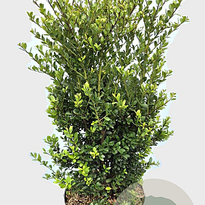 Ilex crenata Dark Green 60-80 cm 7,5L struik