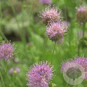 Jasione laevis GM P9