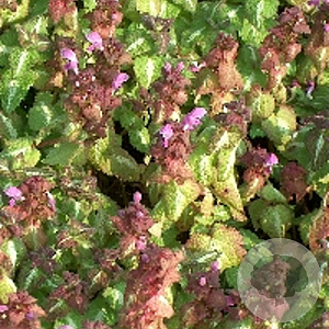 Lamium mac. 'Chequers' GM P9