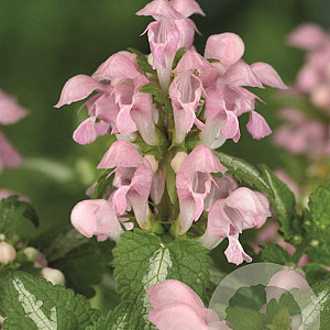 Lamium mac. 'Shell Pink' GM P9