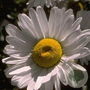 Leucanthemum (S) 'Polaris' GM P9