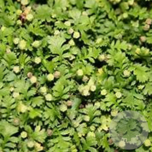 Leptinella squalida 'Minima' GM P9
