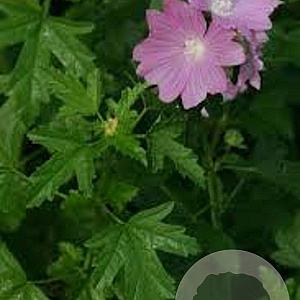 Malva alcea GM P9