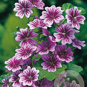 Malva sylvestris 'Zebrina' GM P9