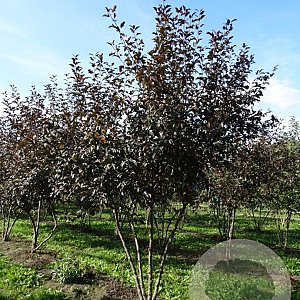 Malus toringo 'Scarlett' 150-175 cm draadkluit meerstammig 80-100 breed