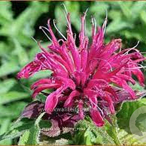 Monarda Balmy Rose GM P9