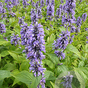 Nepeta Mr Blue Sky GM P9