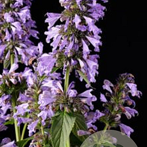 Nepeta Mr Blue Sky GM P9