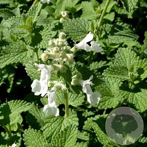 Nepeta racemosa 'Snowflake' GM P9