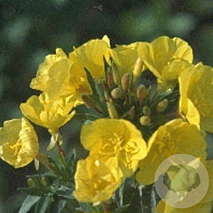 Oenothera fruticosa glauca GM P9