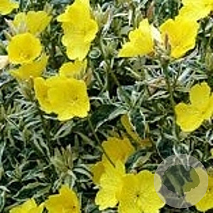 Oenothera fruticosa glauca GM P9