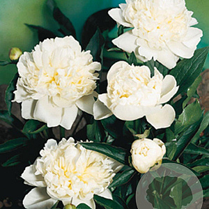 Paeonia (LD) 'Duchesse de Nemours' GM P9
