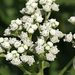 Parthenium integrifolium GM P9