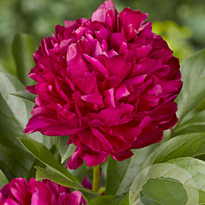 Paeonia (LD) 'Karl Rosenfield' GM P9