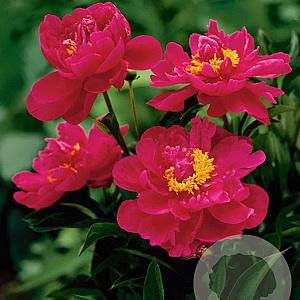 Paeonia (LD) 'Karl Rosenfield' GM P9