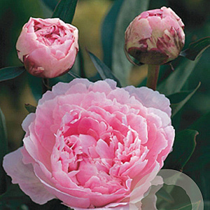 Paeonia (LD) 'Sarah Bernhardt' GM P9