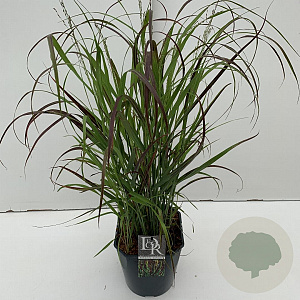 Panicum virgatum 'Sangria' 25-30 cm 5,0L vierkant