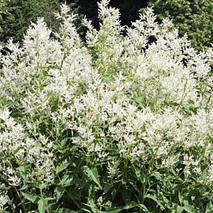 Persicaria 'Johanniswolke' GM P9