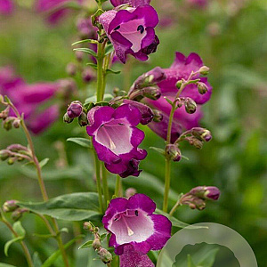 Penstemon 'Purple Passion' GM P9