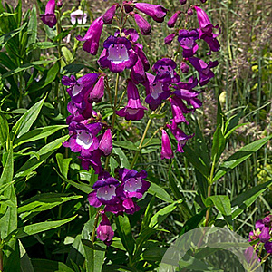 Penstemon 'Purple Passion' GM P9
