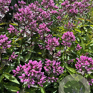 Phlox (P) 'Butonik' GM P9