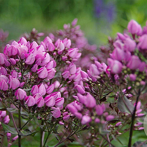 Phlox (P) 'Butonik' GM P9
