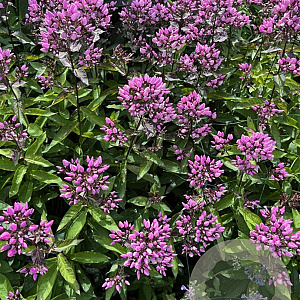 Phlox (P) 'Butonik' GM P9