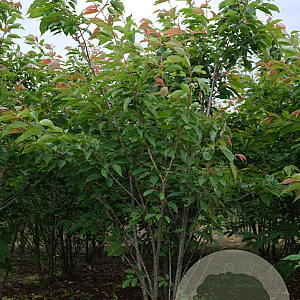 Prunus ser. 'Ukon' 350-400 cm draadkluit meerstammig op aanvraag