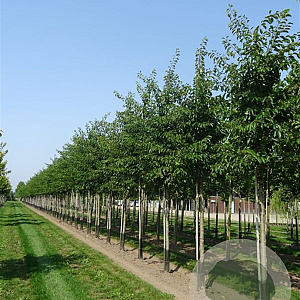 Prunus yedoensis 400-450 cm draadkluit meerstammig 200-250 diameter