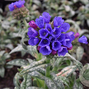 Pulmonaria long. 'E.B. Anderson' GM P9