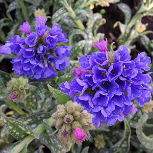 Pulmonaria long. 'E.B. Anderson' GM P9