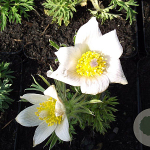Pulsatilla v. 'Alba' GM P9