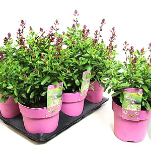 Salvia 'Dyson's Joy' GM P9