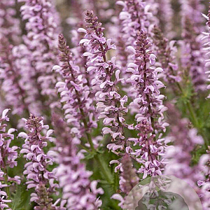 Salvia Feathers Flamingo GM P9