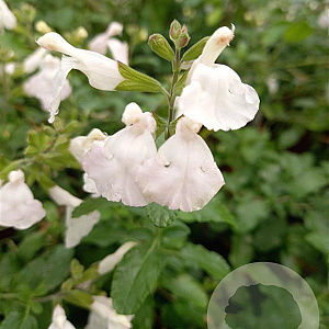 Salvia micr. 'Gletsjer' GM P9