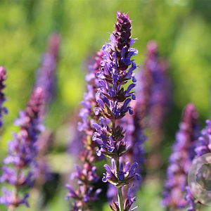 Salvia nem. 'Negrito' GM P9