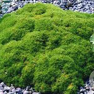 Scleranthus uniflorus GM P9