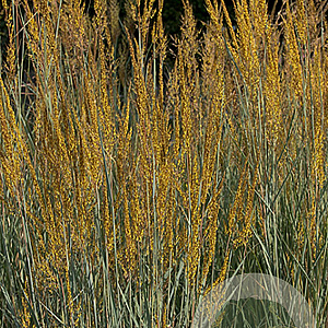 Sorghastrum nutans GM P9