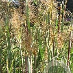Sorghastrum nutans GM P9